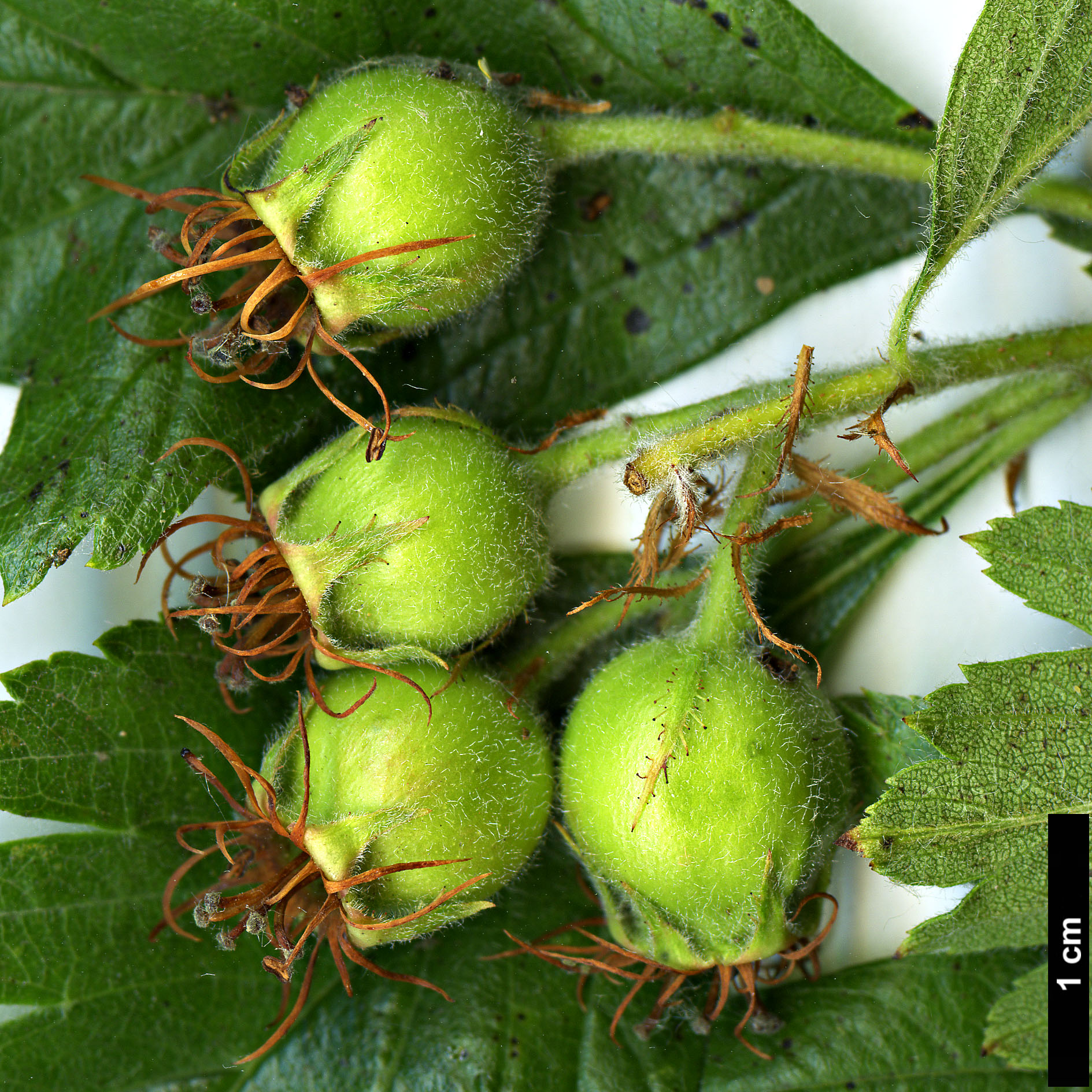 High resolution image: Family: Rosaceae - Genus: Crataegus - Taxon: ×dippelliana (C.tanacetifolia ×)